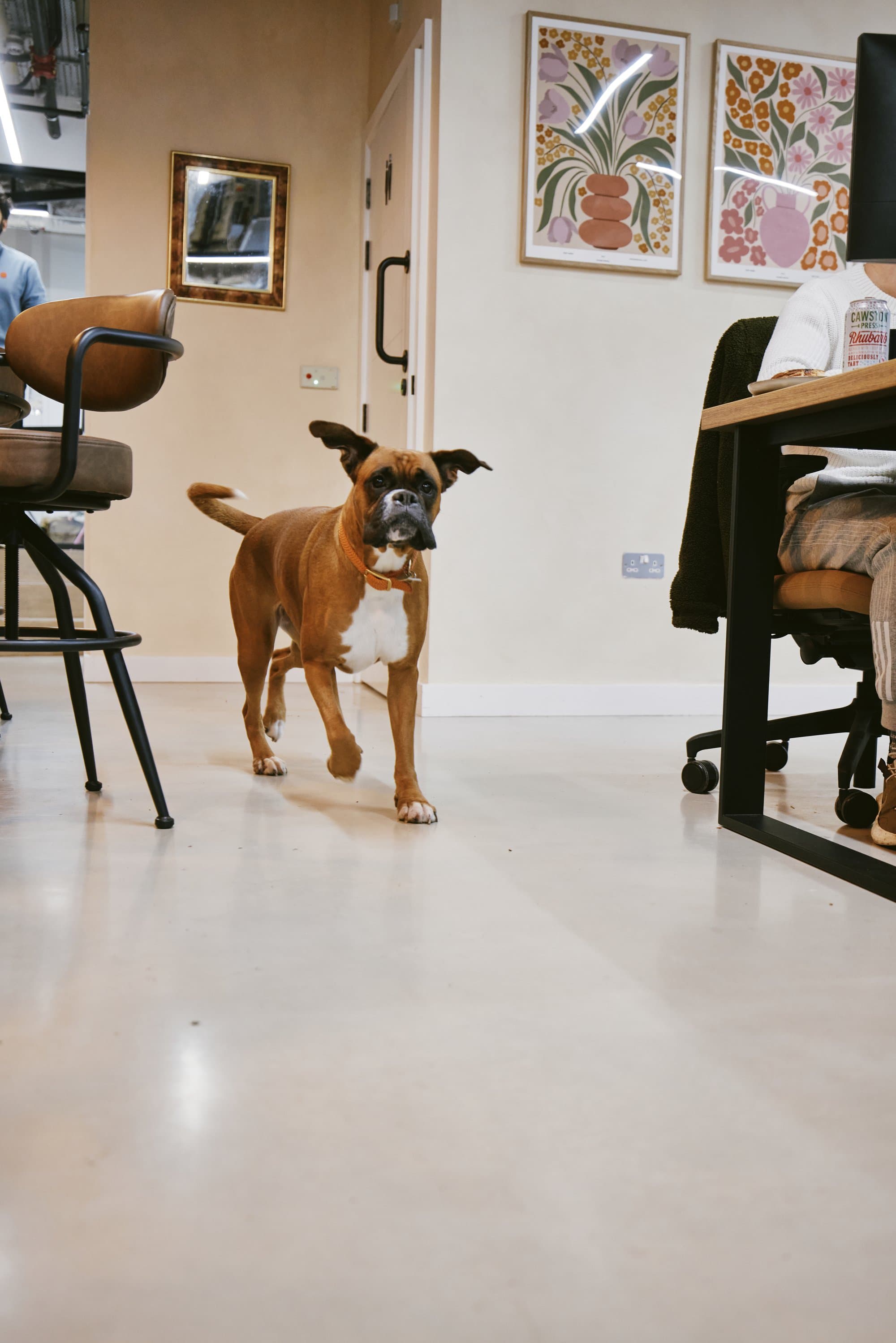 A dog under the desks at Drop-in Clapton
